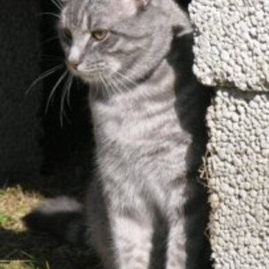 Norges peneste katt