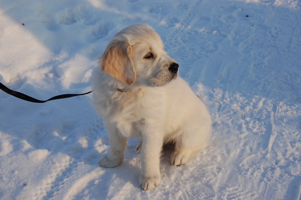 Golden valp