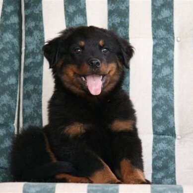 velge hund intim massasje oslo velge hund intim massasje oslo