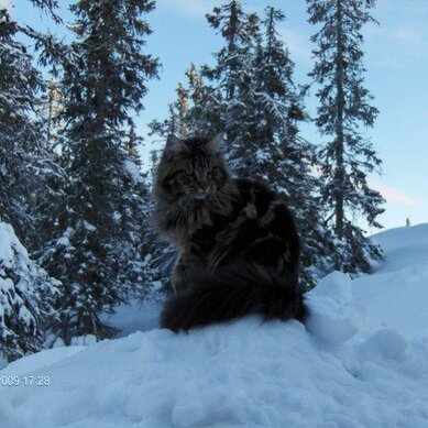 Norges peneste katt