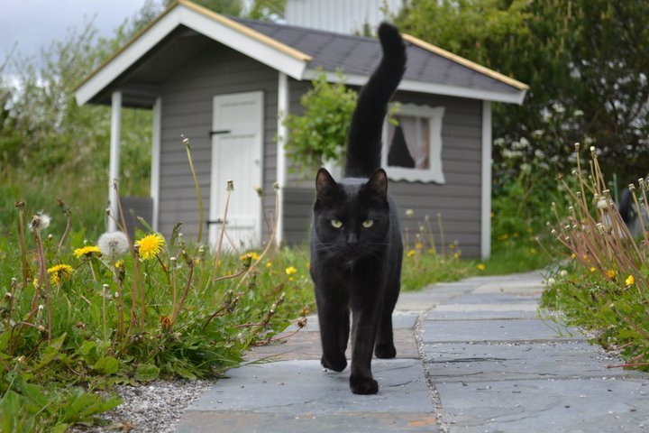Norges peneste katt