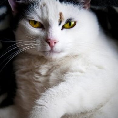 Norges peneste katt