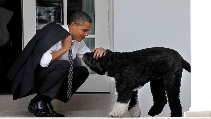 Obamas Vita Huset Hund Bo Ar Dod Supernytt Aftonbladet Live