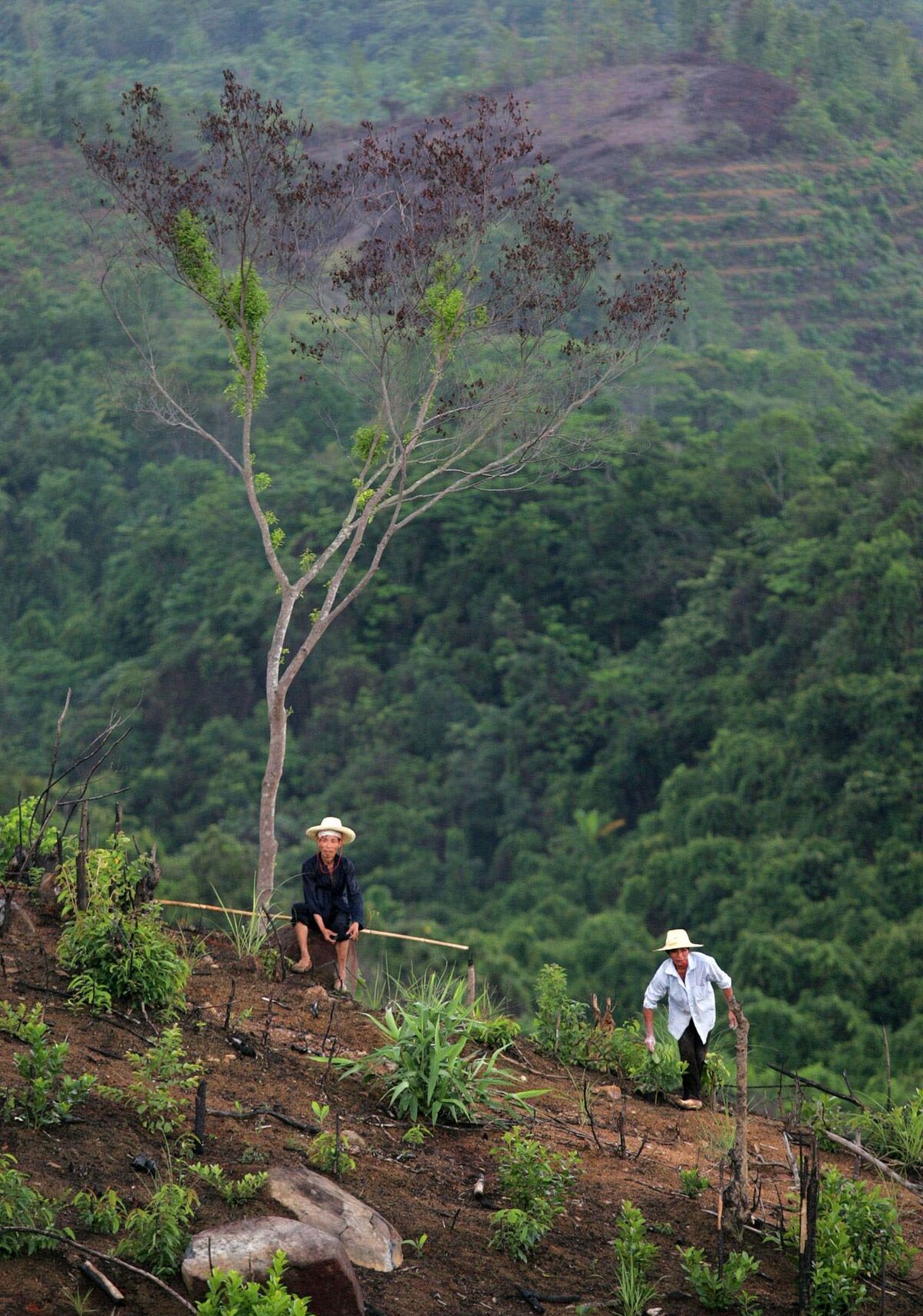 Arbetare som återplanterar skog på Hainan island i Kina.