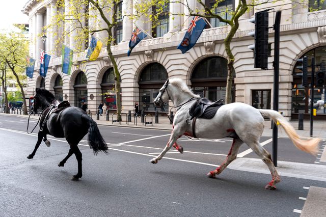 Lösspringande hästar orsakade kaos i London på onsdagen.