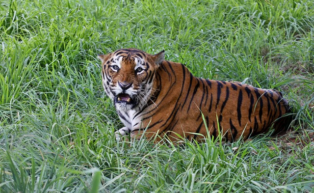 En bengalisk tiger i djungeln i indiska Bannerghatta.