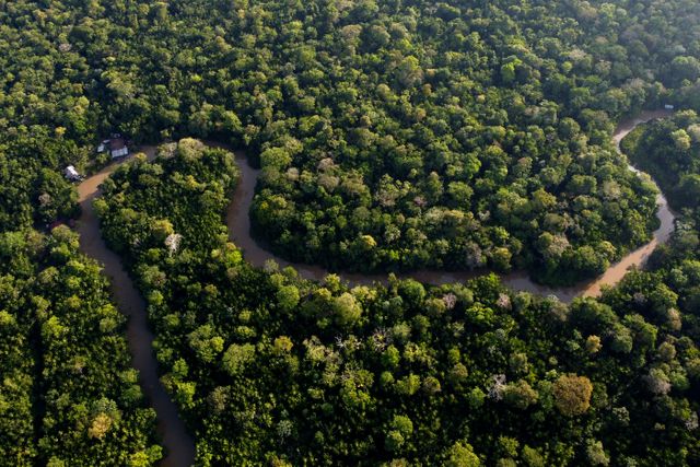 Avverkningen av regnskog i Brasilien har minskat kraftigt. Globalt sett ligger skogsförlusterna dock kvar på höga nivåer. Arkivbild.