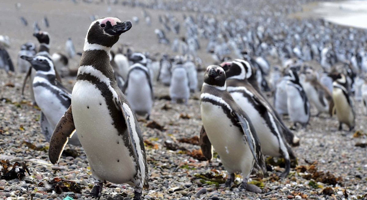 Pingviner på en strand i Argentina