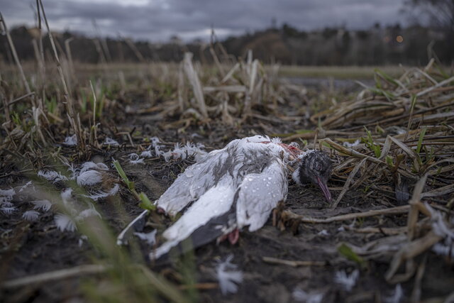 Tidigare under våren upptäcktes fågelinfluensa i Solna. 