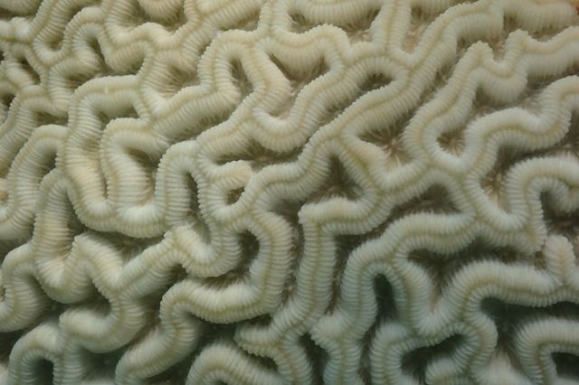 Värmeböljan i USA har fått korallreven att blekas. Döda rev har hittats vid Cheeca Rocks.