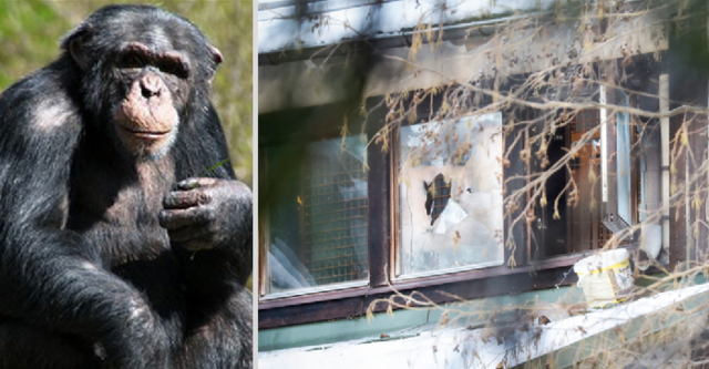 Furuviksparken har fått hård kritik efter dödsskjutningen av schimpanserna.