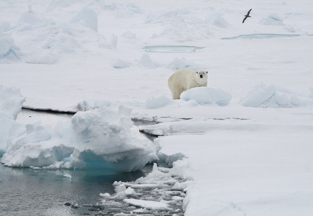 En isbjörn vid smältande is i norska arkepelagen i Svalbard