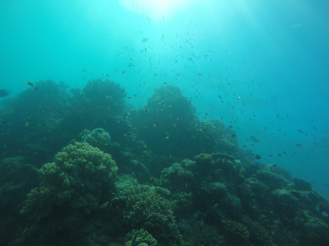 Koralldöden har varit omfattande i Stora Barriärrevet utanför Australiens kust. Nu drabbas även Thailändska vatten av oåterkallelig koralldöd 