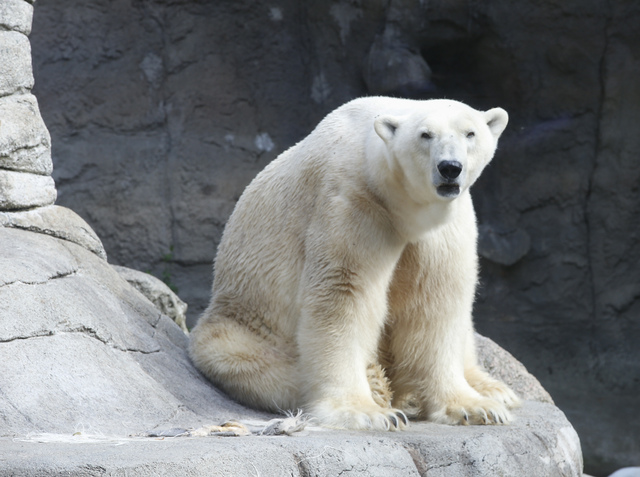 En Isbjörn har dött i en elolycka.