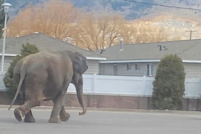 Den förrymda elefanten korsar en väg i staden Butte i Montana.