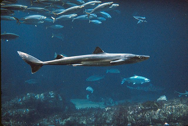 Ytterligare en haj, som tros vara en pigghaj, har hittats på en väg i Danmark. Arkivbild.