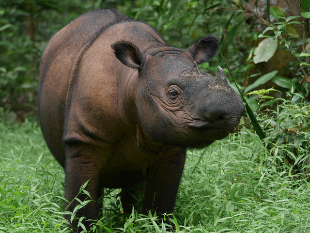 Sumatranoshörningen är jorden kanske mest hotade djurart. Omkring 90 individer finns kvar i det vilda, plus tio i fångenskap. 