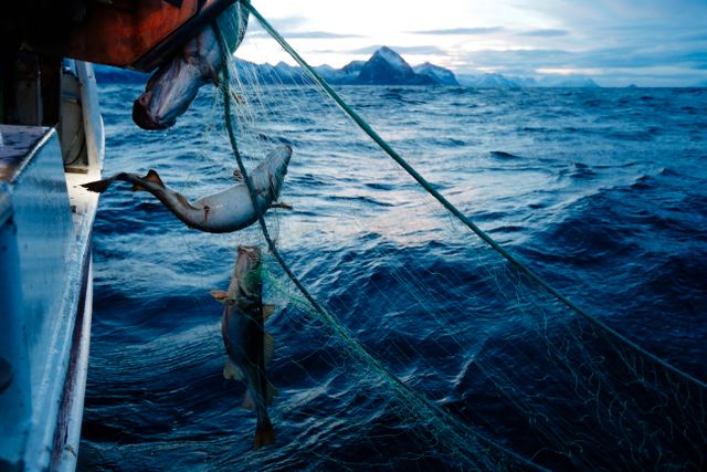 Norska fiskare med sin fångst av torskfisken skrei.