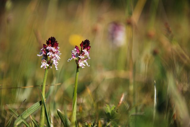 Orkidén är en av de mest hotade växterna.