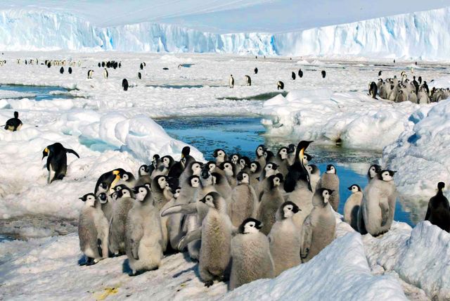 Kejsarpingvinungar dödshotade i Antarktis.