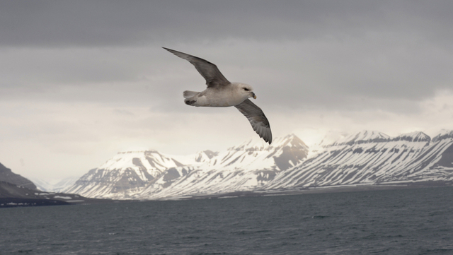 En stormfågel över Svalbard. Arkivbild. 