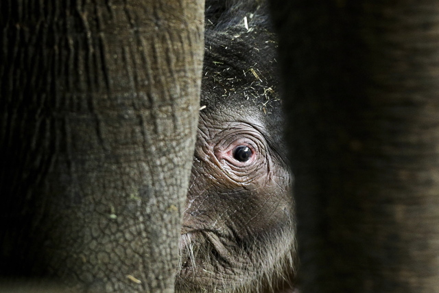 Skogselefanterna är akut hotade. Bara en tiondel finns kvar på grund av tjuvskytte och skogsavverkning. Genrebild.