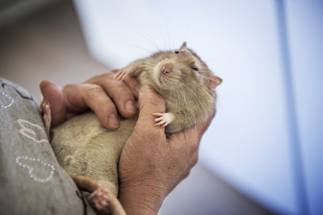 Råttor anklagas för att ha ätit de beslagtagna drogerna.