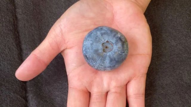 Världens största blåbär mäter nästan fyra centimeter i diameter och väger över 20 gram