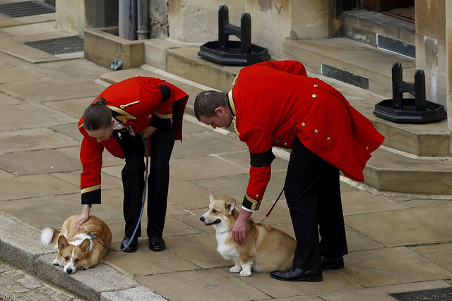 Kungahusets corgihundar vid slottet Windsor, dagen då drottning Elizabeth begravdes.