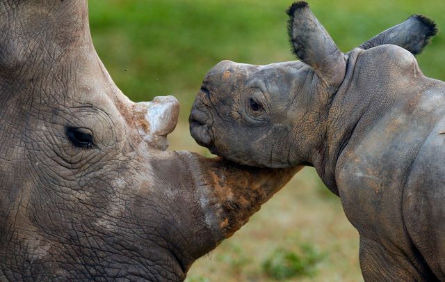 Antalet noshörningar ökar i Afrika. 