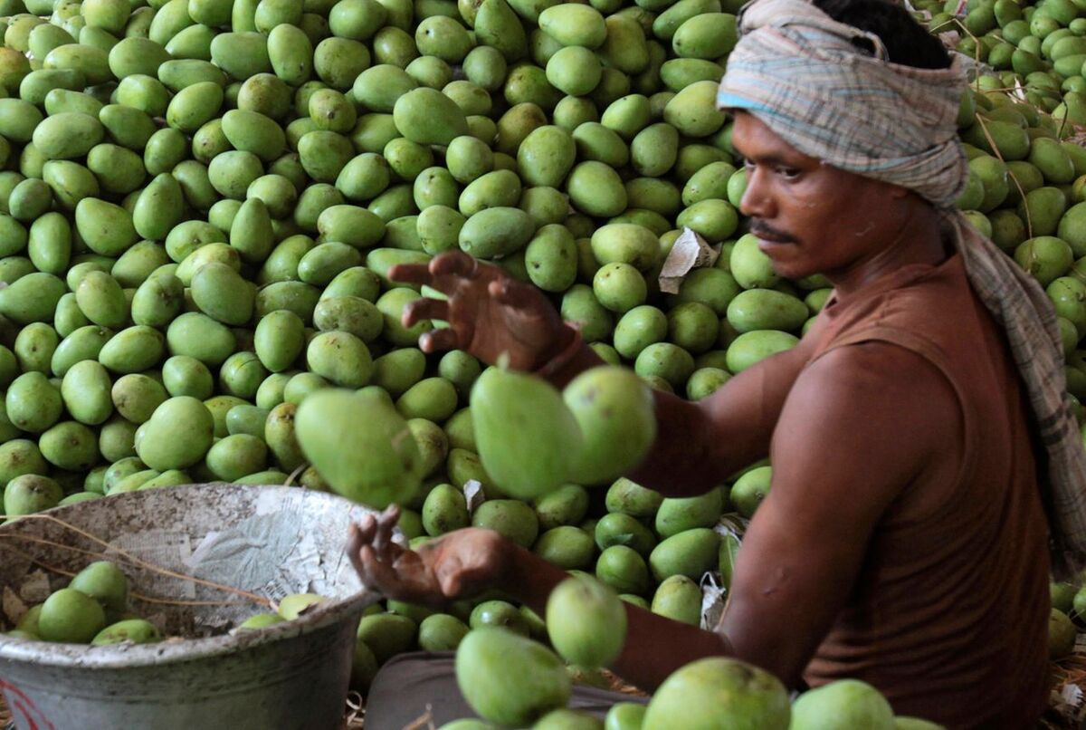 Tropiska odlingar blir allt vanliga i södra Europa. Här skördade frukter i Andhra Pradesh i Pakistan. (Arkivbild)