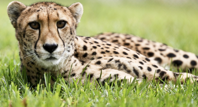 En annan afrikansk gepard.