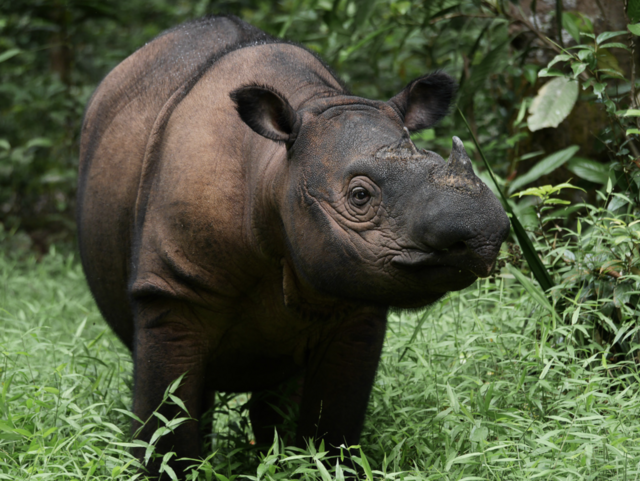 Sumatranoshörningen är jorden kanske mest hotade djurart. Bara cirka 90 individer finns kvar i det vilda, plus tio i fångenskap. 