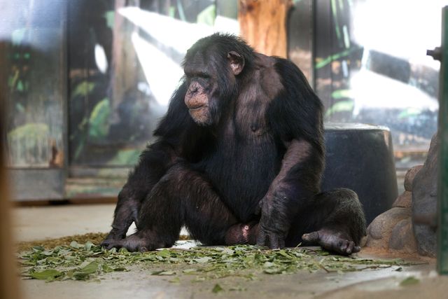 Tjobbe, en av de överlevande schimpanserna. 