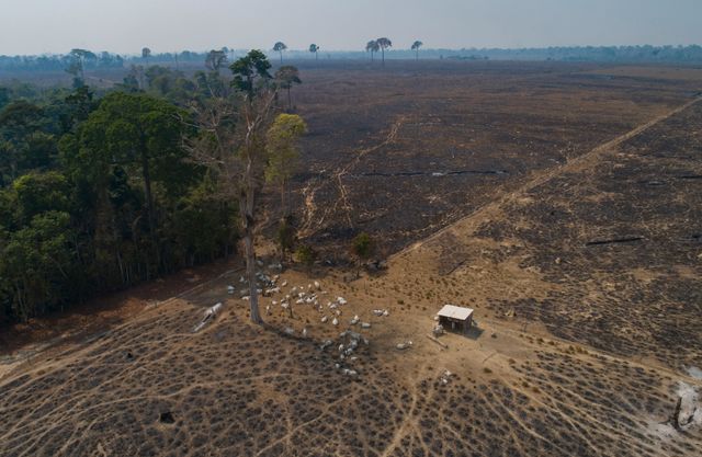 Satellitdata visar att avskogningen i Amazonas minskar.