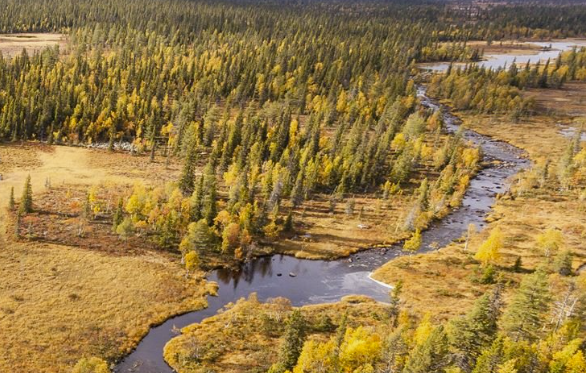 Unik överrenskommelse mellan Svea Skog och Naturvårdsverket ska skydda 100 000 ha fjällskog åt kommande generationer.