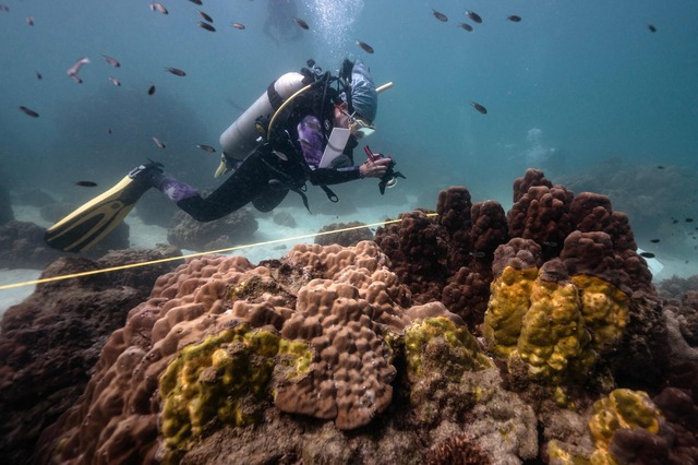 Korallerna utanför Thailand har drabbats av en obotlig sjukdom.