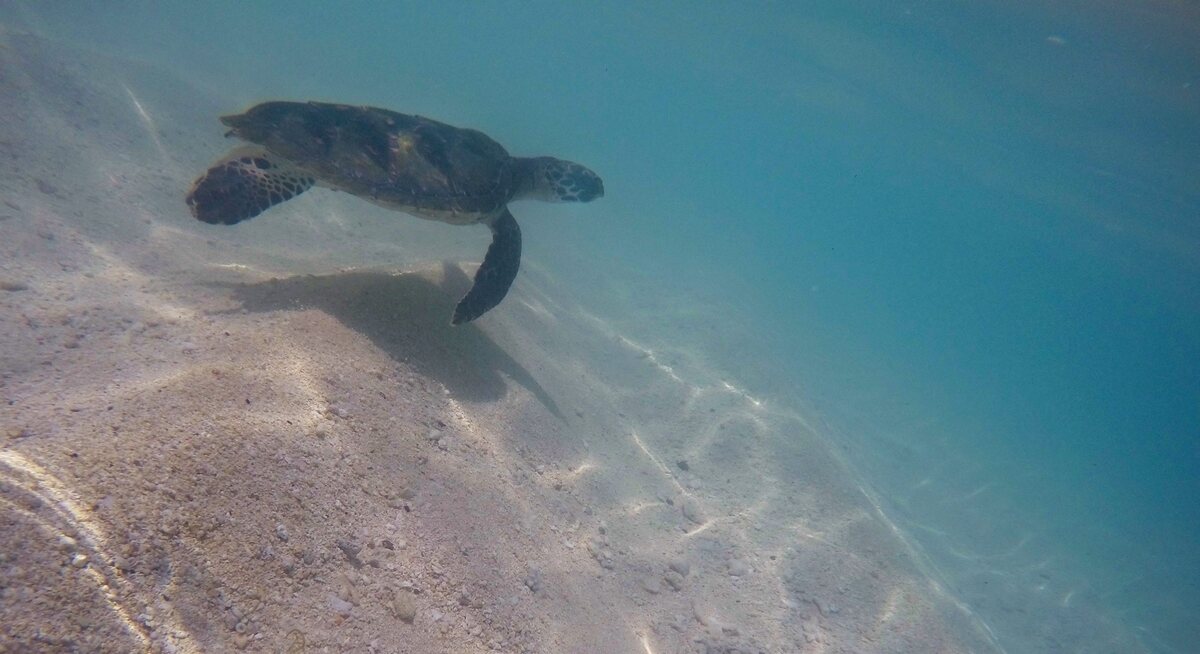 Havssköldpaddor har anpassat sig till klimatförändringar i miljontals år, men dagens snabba förändringar kan ske för snabbt för dem att utvecklas.