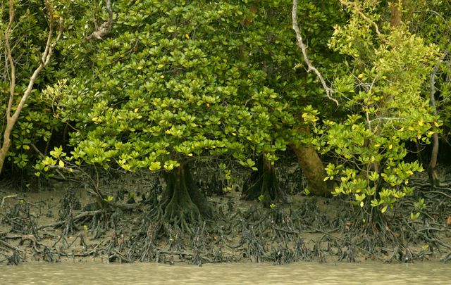 Mangroveträden skyddar mot erosion. Här i Sundarbans i Indien.