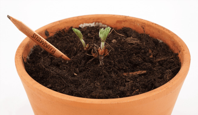 <p><b>KAN PLANTES:</b> Når Sprout-blyantene er brukt opp, kan de puttes i jorden og gi grønnsaker eller bær. Akkurat denne blyanten blir til en jordbærplante. </p>