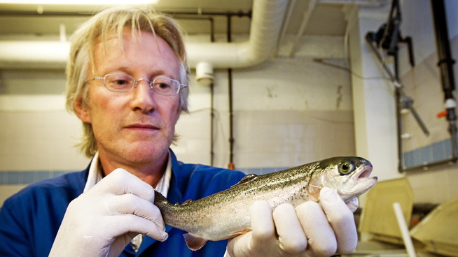 <p>FORKLARER SITUASJONEN: Professor i akvamedisin ved NMBU, Øystein Evensen. </p>
