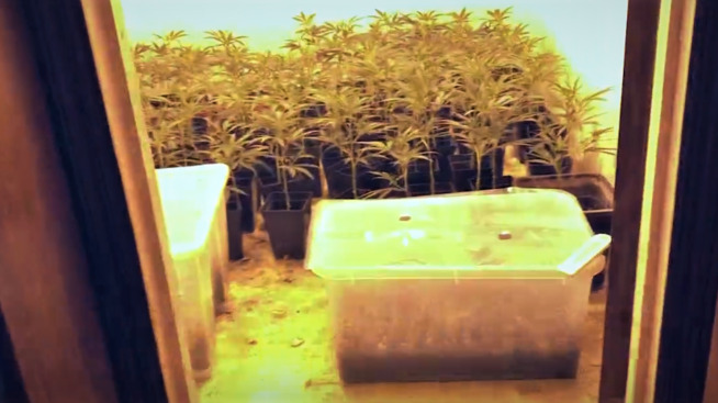 <p><b>CANNABIS-PLANTASJE</b>: I en bolig et sted på Romerike sto ca. 500 hasjplanter slik da huseieren oppdaget plantasjen forrige uke.</p>