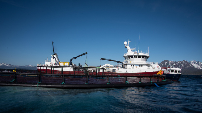 <p><b>I TRYGGHET:</b> Fiskene ble fraktet fra Lofoten til Vesterålen, til dette anlegget i Hadselfjorden, der de forhåpentligvis er trygge fra dødsalgen.</p>