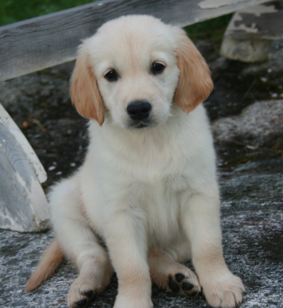 Golden Retriever valpen Mira! VG Protokoll