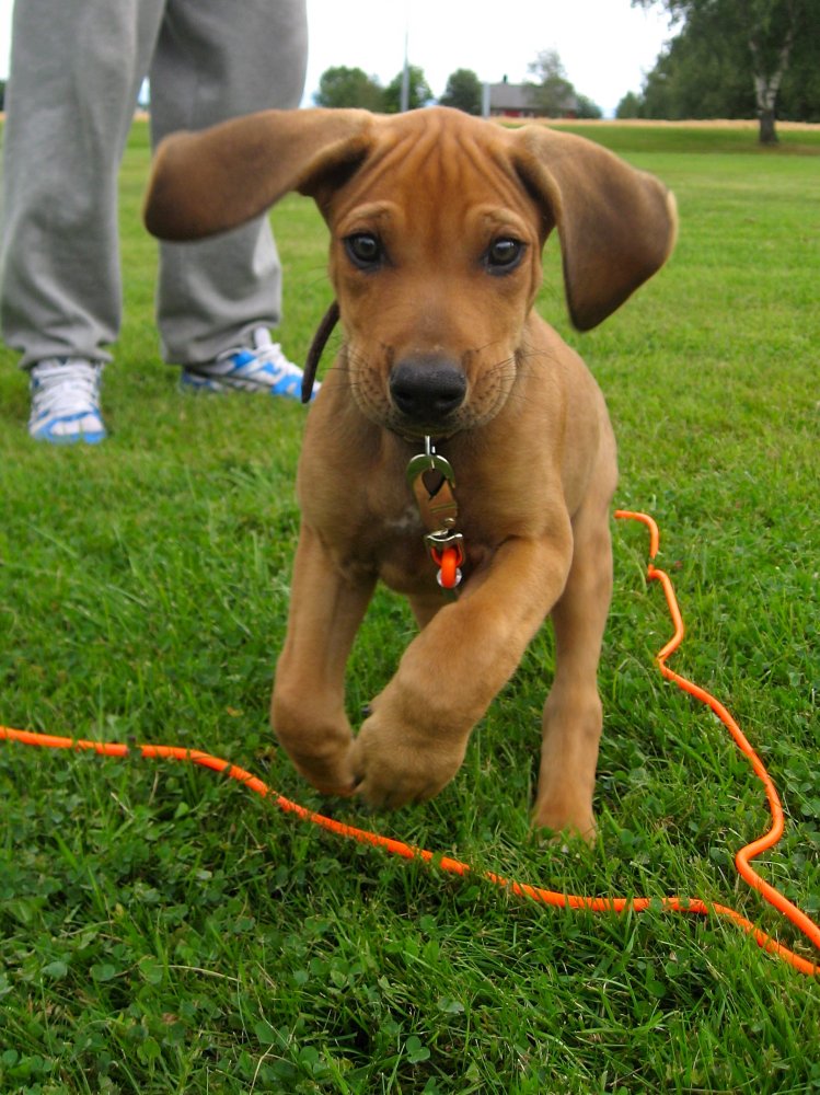 Rhodesian Ridgeback Valp