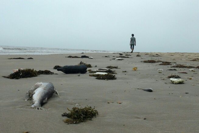 <p>MYSTERIUM: En mann går på stranden i Quang Trach, hvor død fisk har skylt i land de siste ukene. Årsaken til fiskedøden er ennå ikke fastslått.</p>