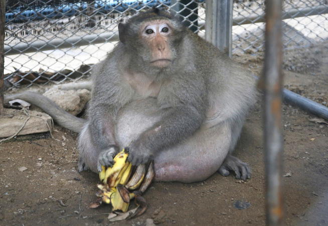 <p>FRA BRUS TIL BANANER: En noe skeptisk «Uncle Fat» avbildet med en klase bananer fredag. </p>