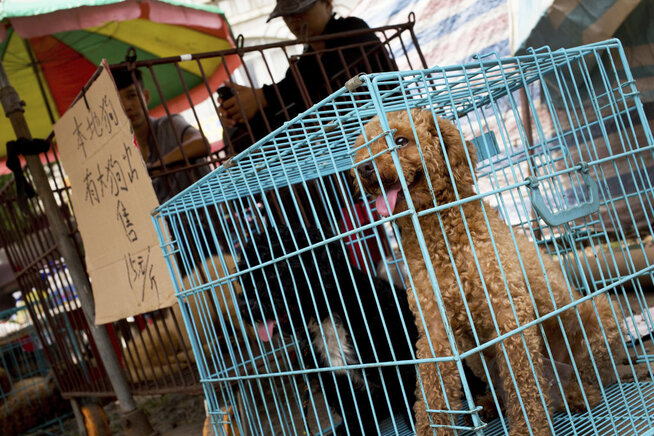 <p>OPPRØRER MANGE: Dyrevernorganisasjoner over hele verden reagerer med avsky på den kinesiske hundekjøttfestivalen som finner sted i disse dager.</p>
