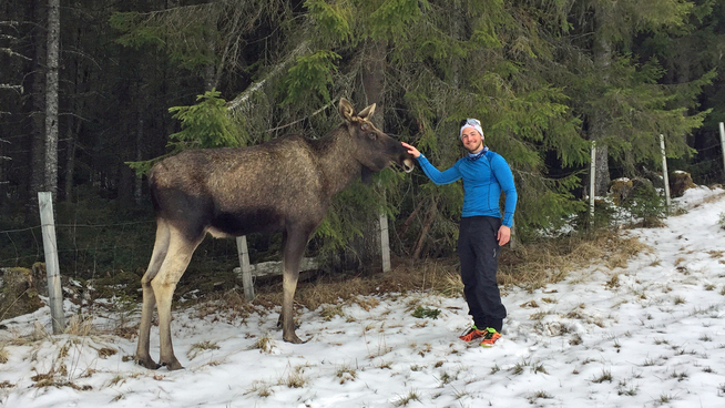 <p>SJELDENT MØTE: Sverre Dahlen Aspenes møtte på elgen da han var på vei hjem fra en skitur i Meråker i Nord-Trøndelag. </p>