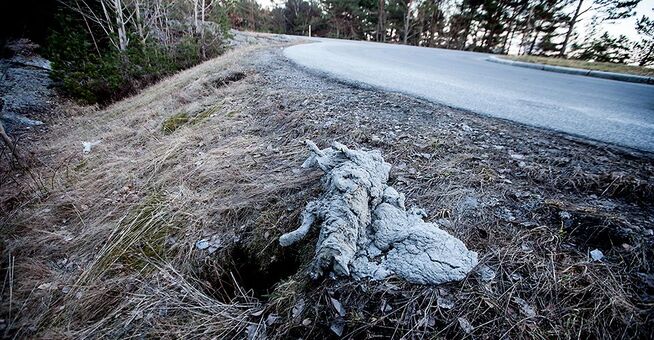 <p>LETT SYNELIG: Dyret lå lett synlig fra veien, det luktet og var helt tildekket med sement. Ved siden av lå flere større blokker med den samme sementen som dekket dyret.</p>